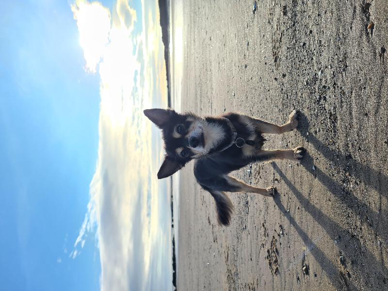 Life changing Supplements for our old boy!