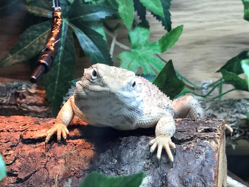 Highly recommend  Exotic pet insurance