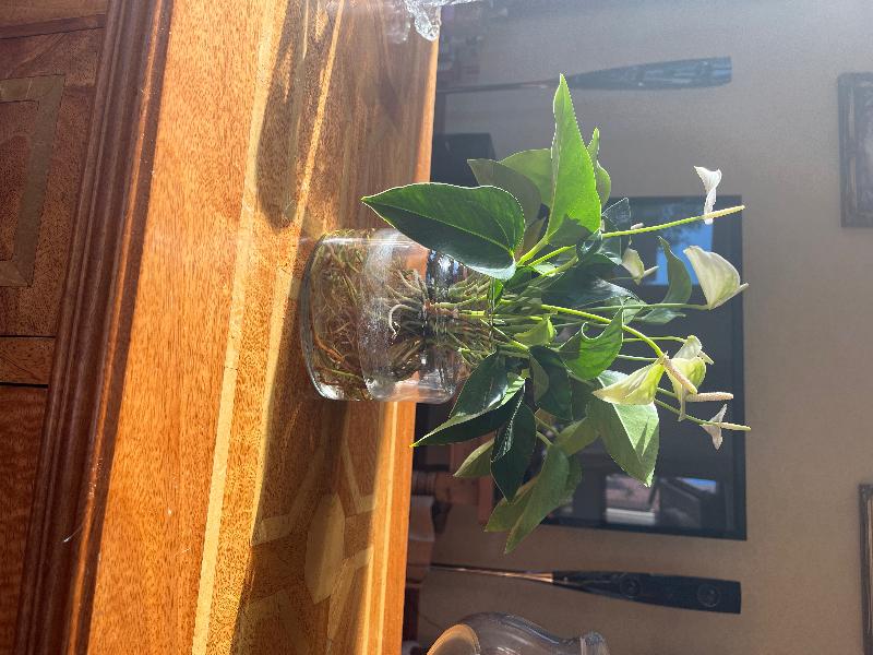 Lovely plant. Really pleased with it and I’ve not killed it yet