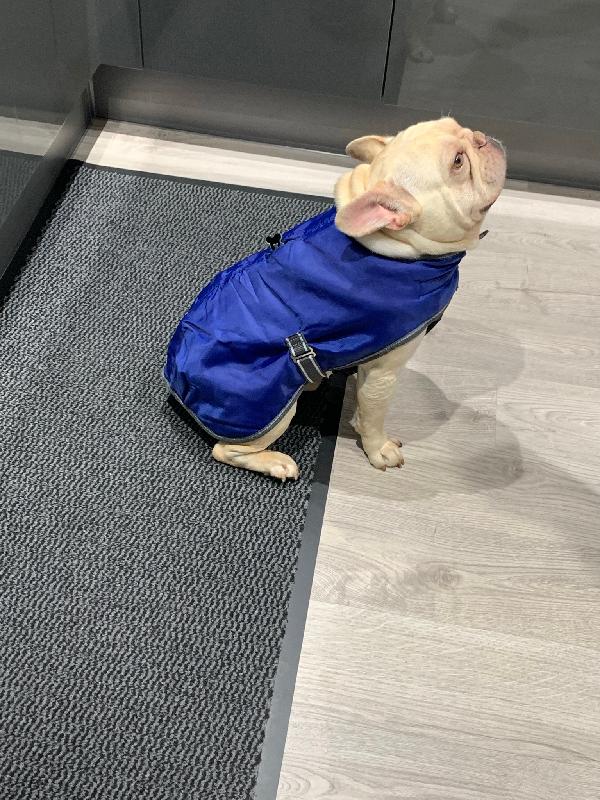 Great dog coat