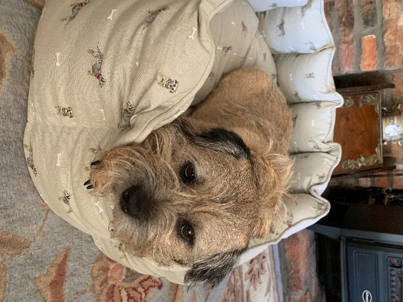 Perfect dog bed!