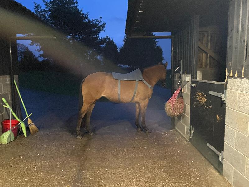 Massage pad and hot spot! Lovely product my mare love it too!