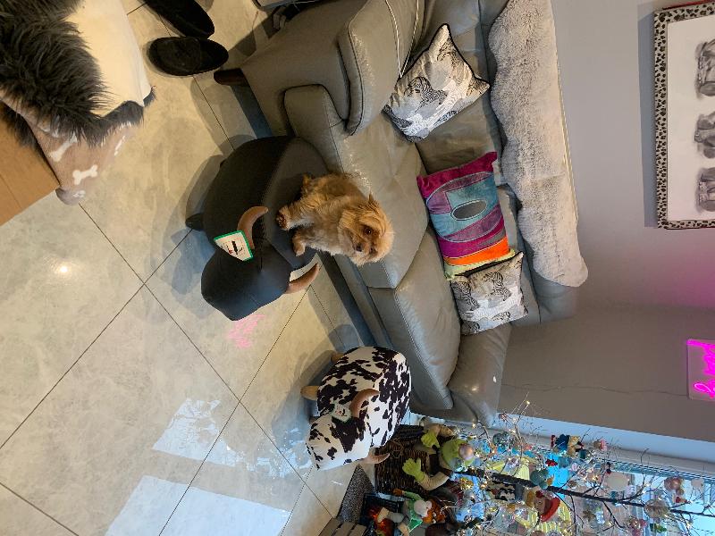 Animal footstools