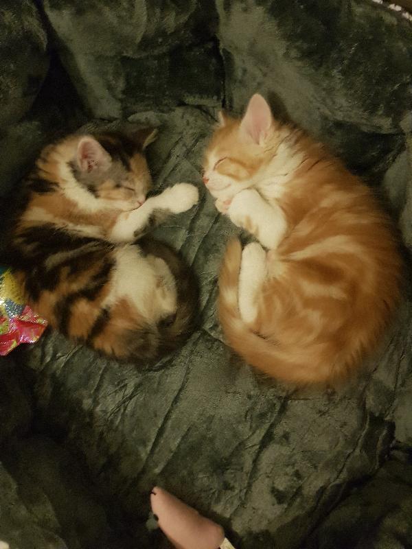 My 2 kittens give their lipsmacking approval of NBN quality raw meat mixes