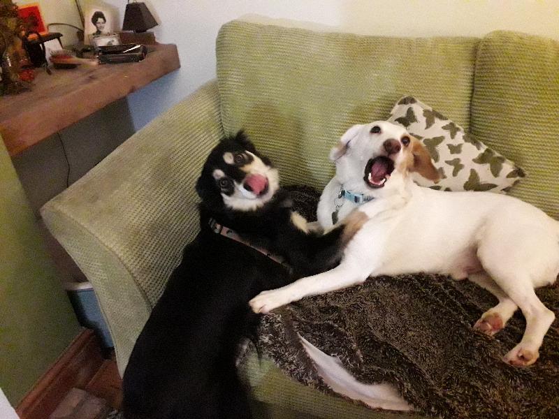Excellent product, happy, glossy, playful doggies!