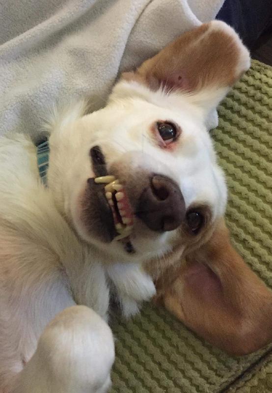 Excellent product, happy, glossy, playful doggies!