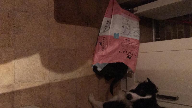 Very good customer service my dogs love the food