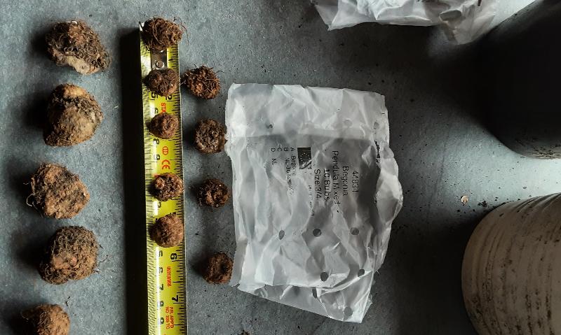 Received under size bulbs