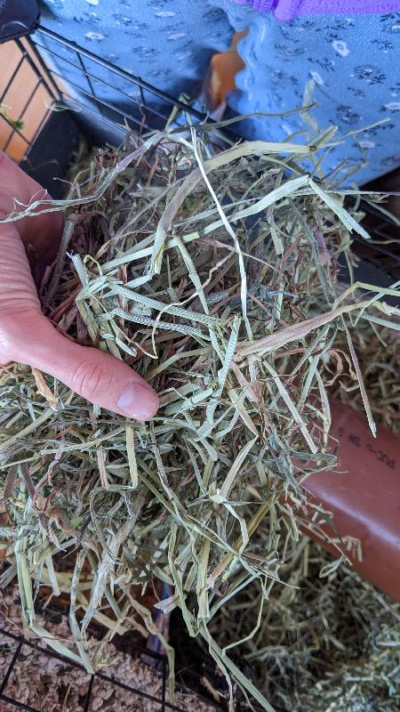 Hay like straw