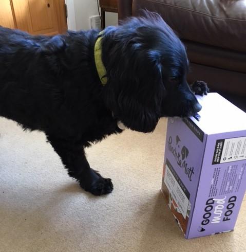 Happy human; delighted dog.