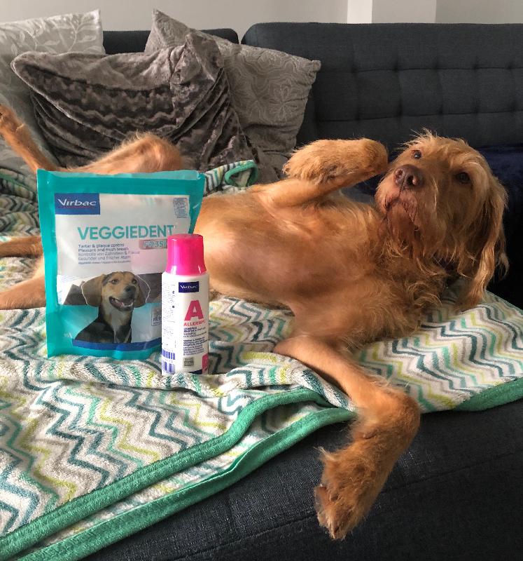 Veggie Dent Chews Large >30kg