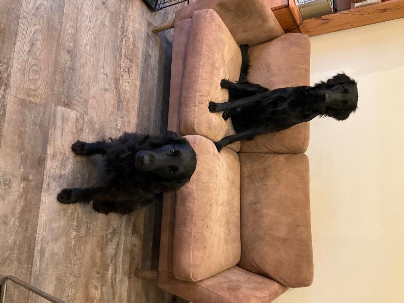 Skinners are great.  Used for years for our retrievers