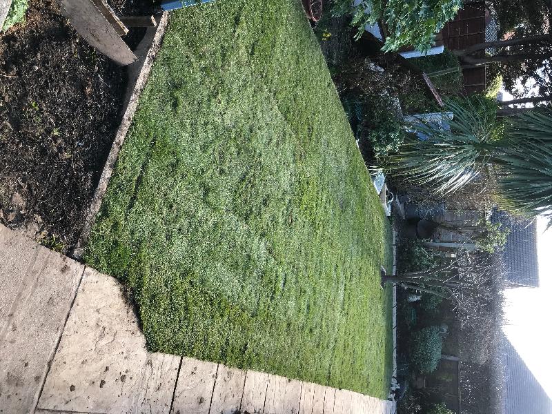 Great healthy looking grass and easy to order service