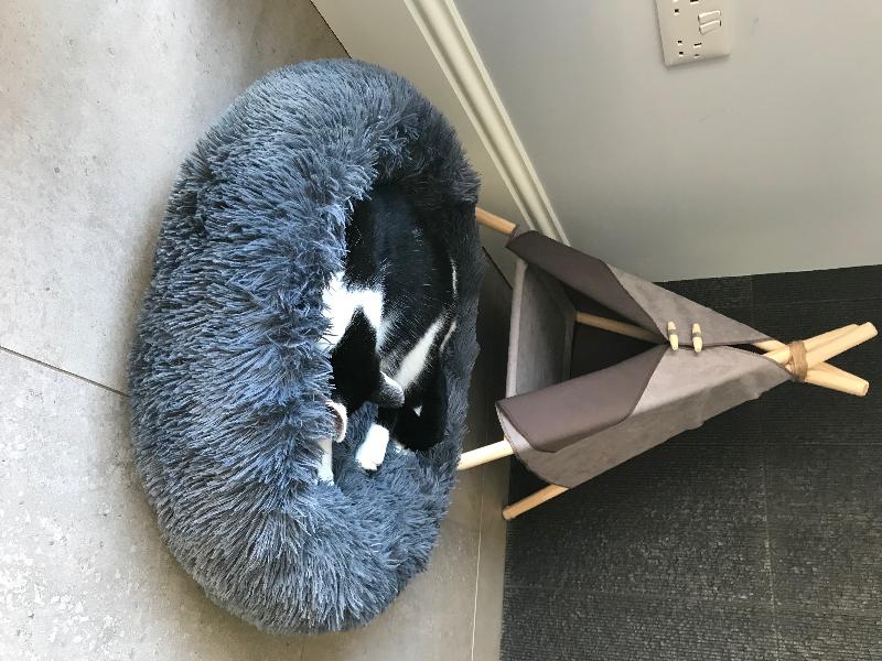Need a new cat!