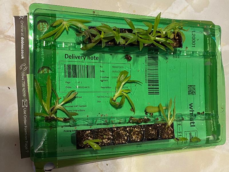 Great plants - poor delivery