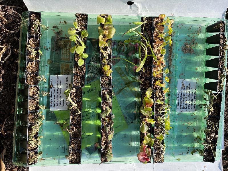 Plug plants arrived in very poor condition