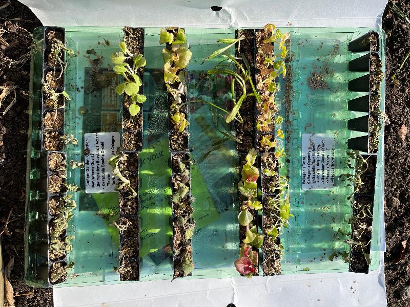 Plug plants arrived in very poor condition