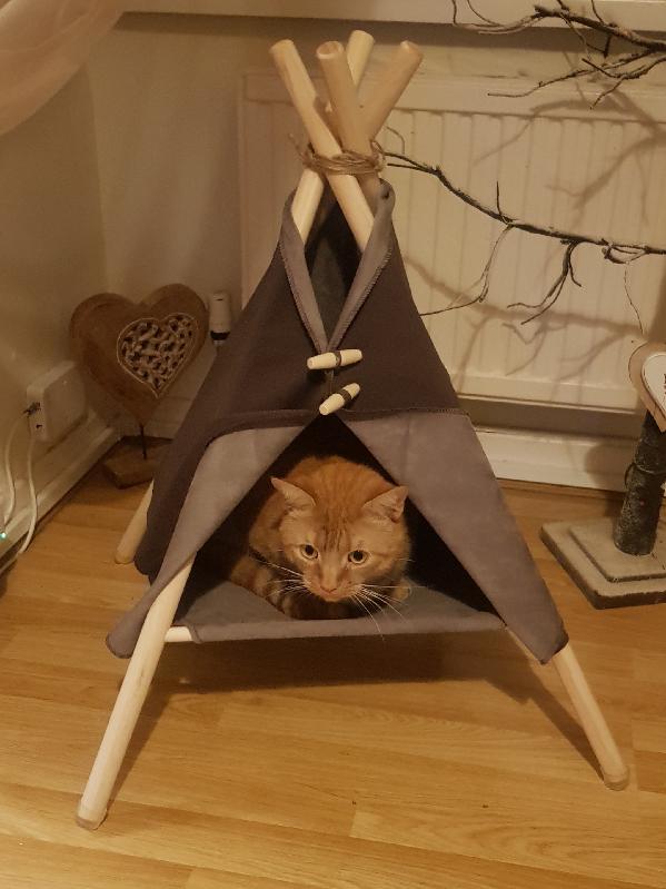 Gorgeous Cat Teepee