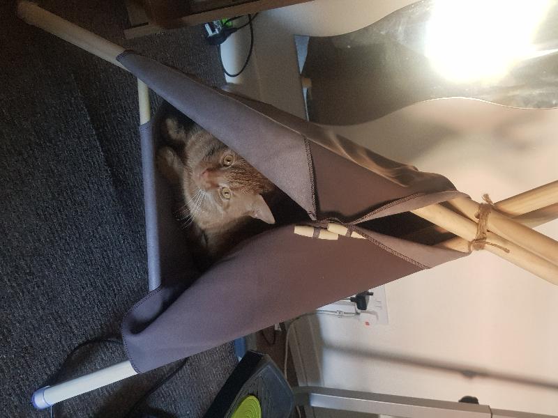 Gorgeous Cat Teepee