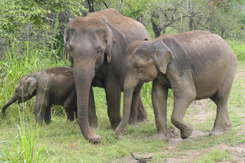 Sri Lanka dream trip