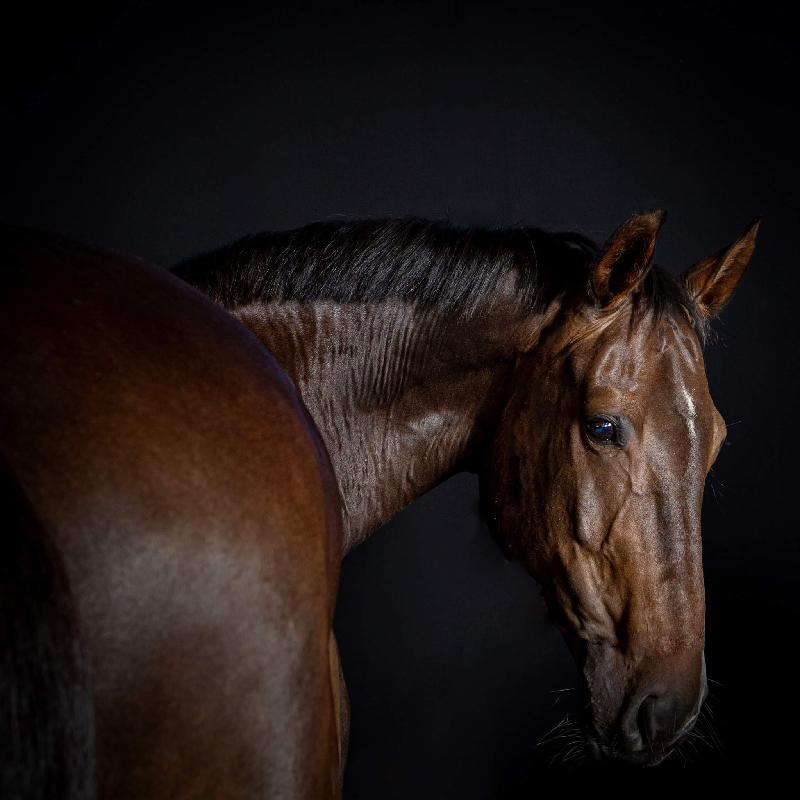 Perfect product every horse should have.