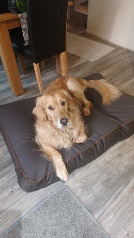 A Happy Pooch!