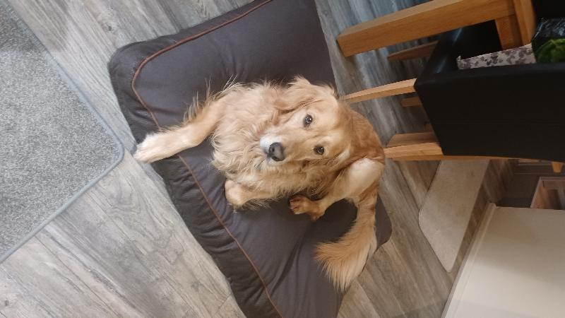 A Happy Pooch!