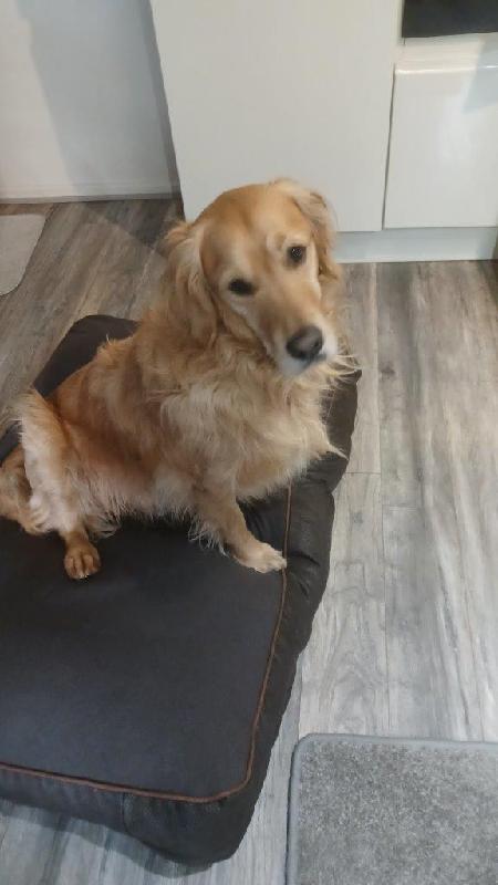 A Happy Pooch!