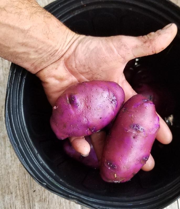 Great looking spuds, quick shipping!