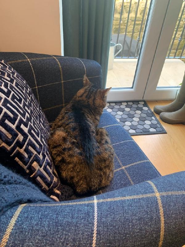 Purrfect purchase