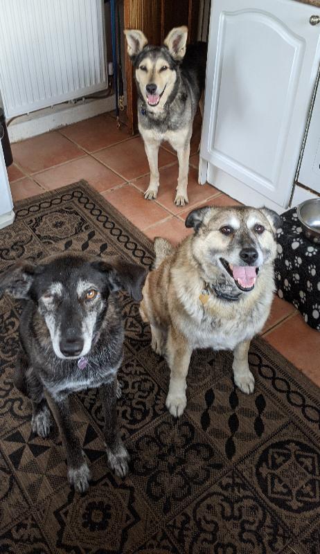 Great vegan dog food