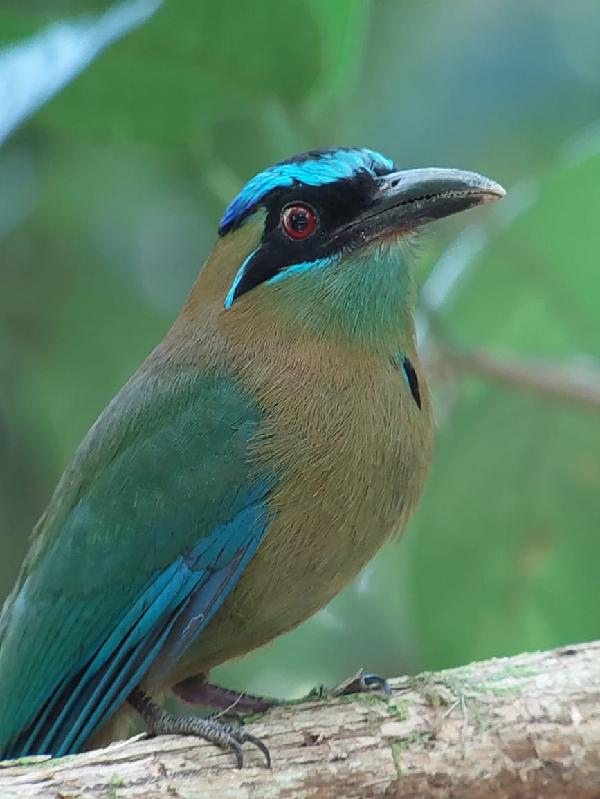 Pura Costa Rica Aventura