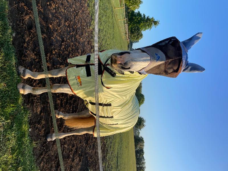 Fantastic fly rug brilliant quality and perfect fit would definitely buy an