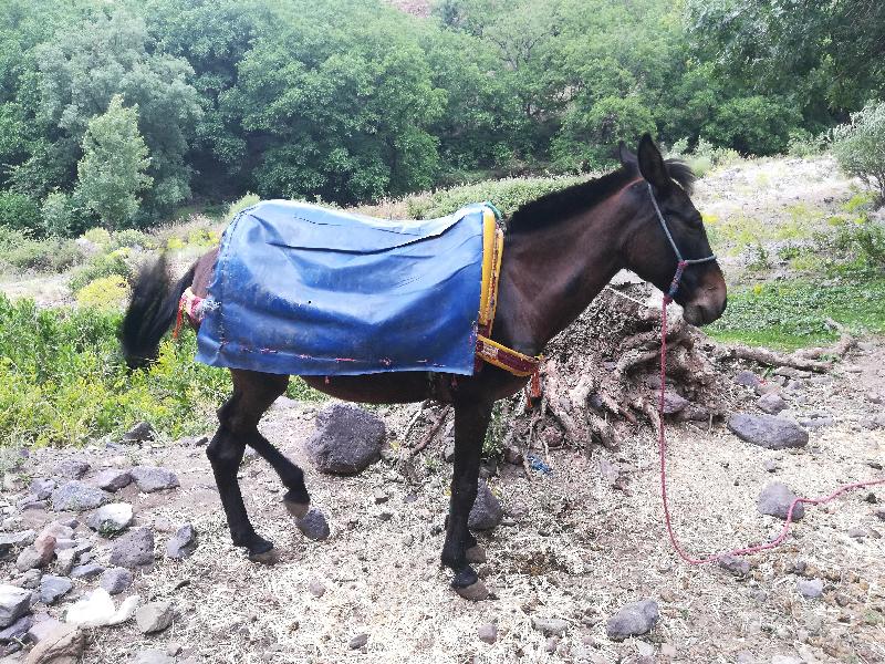 Excellent 7 day hike up&over the Atlas Mountains & Mount Toubkal.