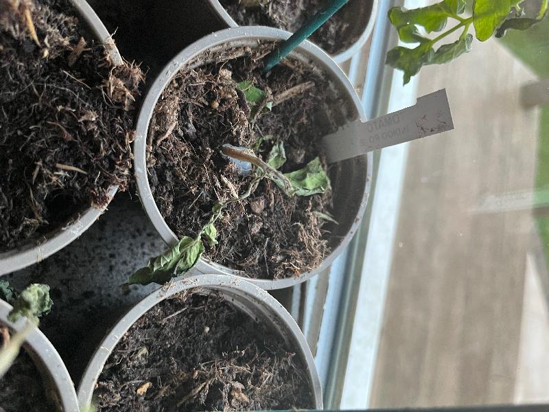 Dead plants