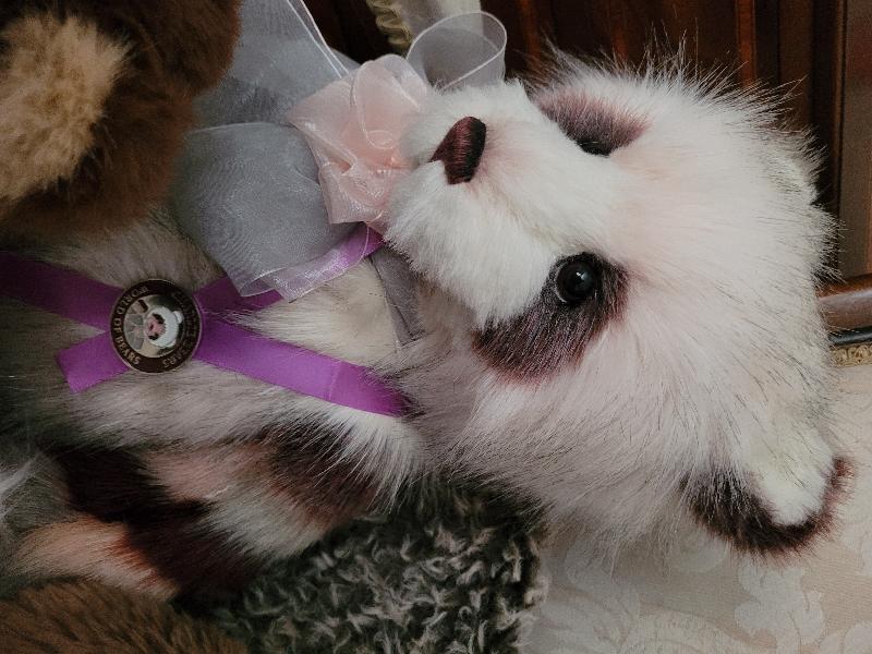 Amazing Charlie Bears Pawstore! 🐻