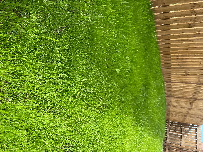 Quality grass seeds