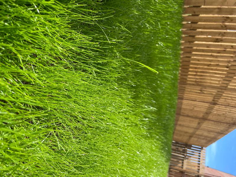 Quality grass seeds