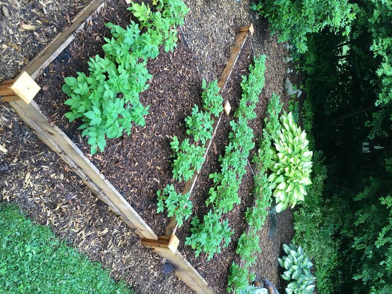 My potato plants look healthy and I look forward to the harvest.
