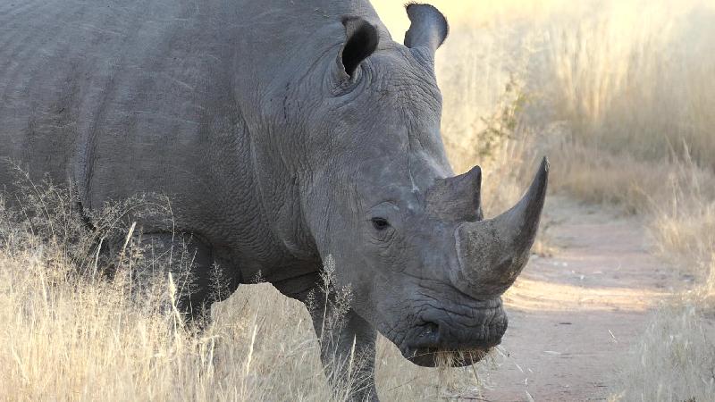 Namibia and Botswana diverse safari camp experience