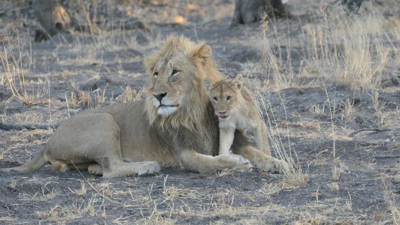 Namibia and Botswana diverse safari camp experience