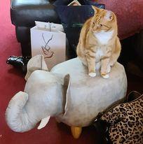 Awesome value, fun Elton elephant footstool, cat loves it!