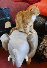 Awesome value, fun Elton elephant footstool, cat loves it!