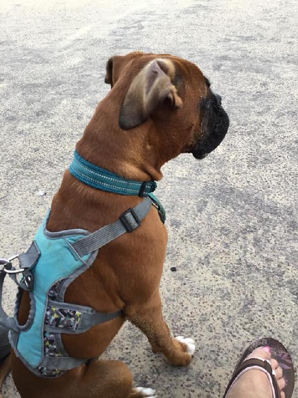 Just Pawfect