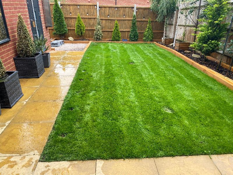Luscious Green Carpet