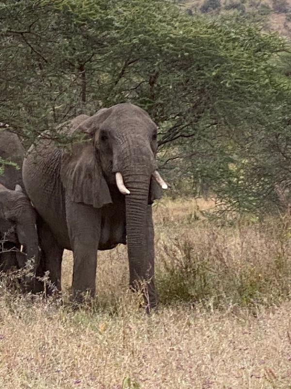 Highly recommend Go2Africa!