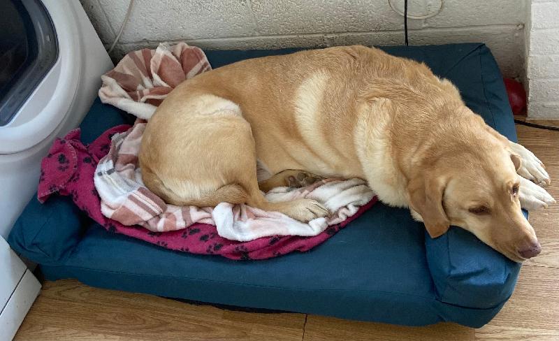Large dog beds