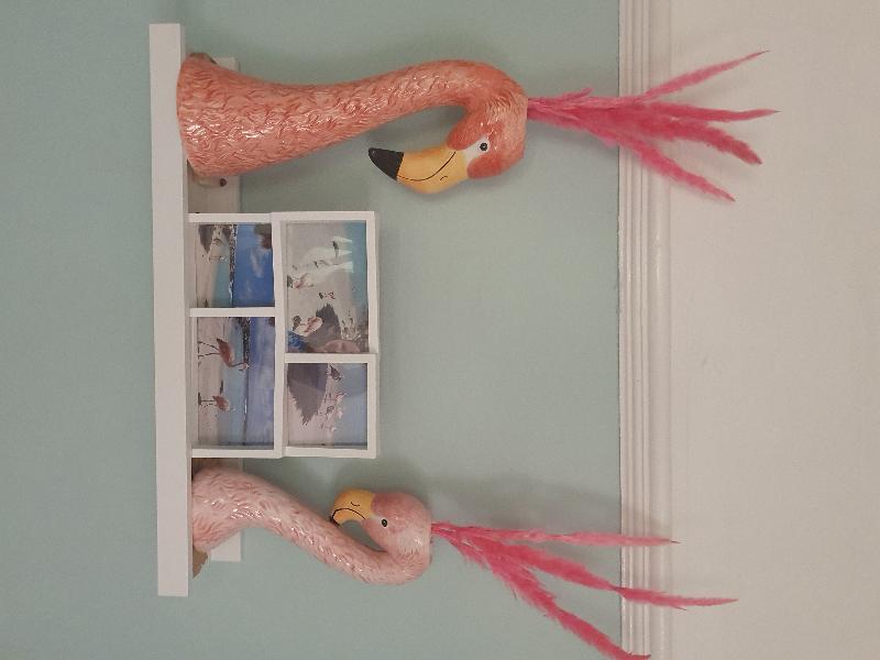 Fabulous Flamingos 🦩😍