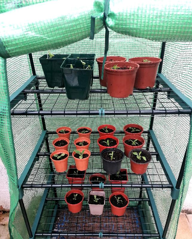 Healthy little plug plants