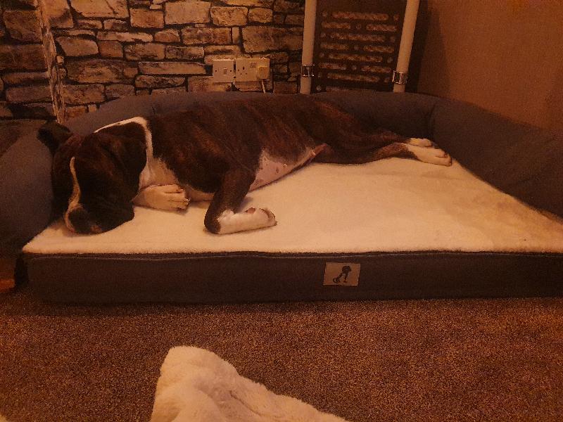 Grayson Luxury Memory Foam Dog Bed XL 120x80cm